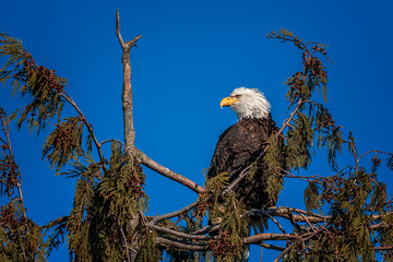 Mature Bald Eagle Treetop Blue Sky Background