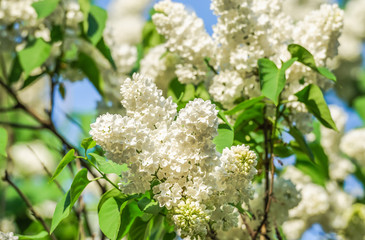 Blooming varietal selection white lilac (Syrínga). The sort of "Galina Ulanova"