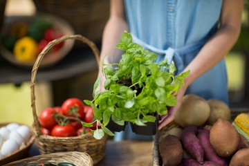 Mid section of woman holding leaf vegetable