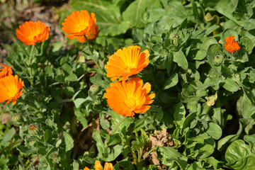 Soucis orange au printemps au jardin