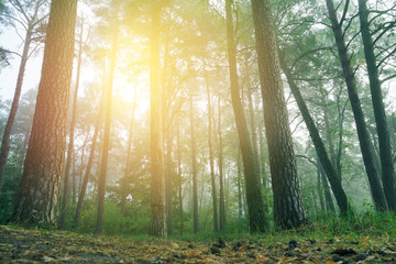 Beautiful sunrise in morning forest. Magic foggy forest.