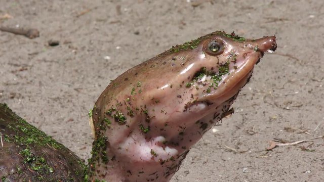 Florida Softshell Turtle , close up