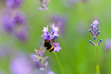 Bee bumblebee on lavender flowers