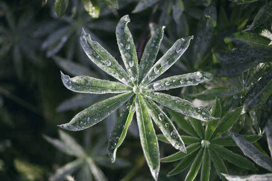 Directly above shot of dew drops on leaves