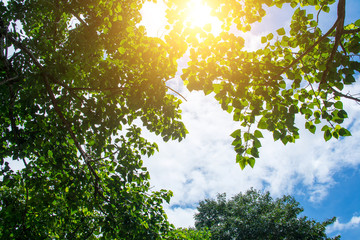forest trees nature green wood sunlight backgrounds.