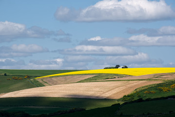 Obraz premium Rapeseed in the Rolling Sussex Countryside