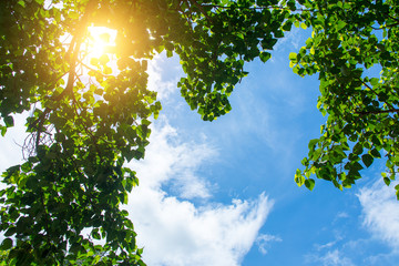 forest trees nature green wood sunlight backgrounds.