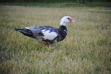 Canard de barbarie