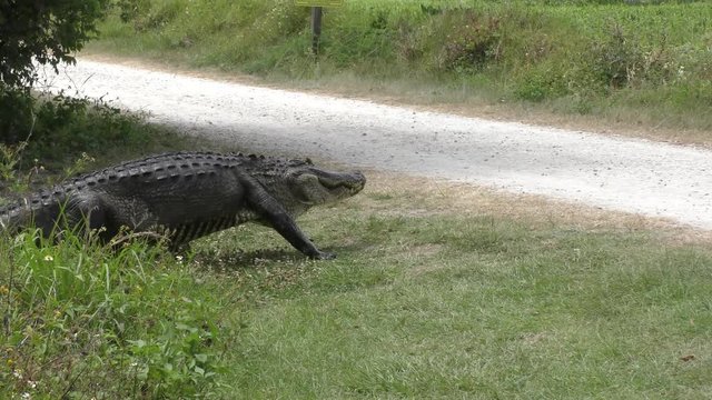 large alligator crossing road