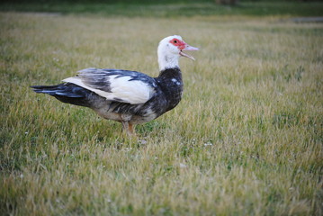Canard de barbarie