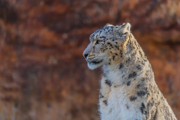 Obraz premium Leopard Portrait als Poster