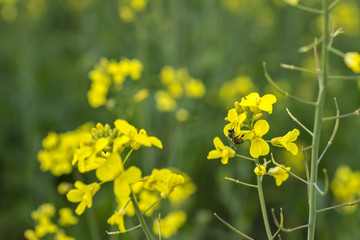Fototapeta premium Meadow with yellow flowers