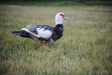 Canard de barbarie