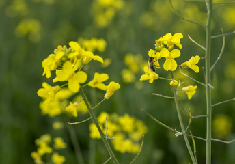 Fototapeta premium Meadow with yellow flowers