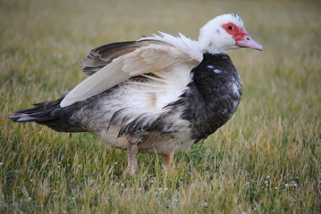Canard de barbarie