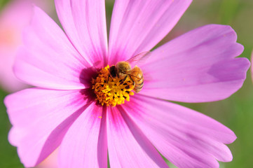 Fototapeta premium Bee and Cosmos Flower , Foraging Honey Bee in garden.
