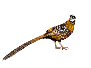 royal pheasant