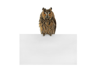 owl