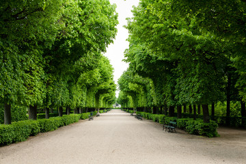 Fototapeta na wymiar Green bushes at palace garden in Vienna