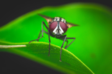 insect fly, green housefly on green lef.