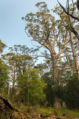 Gum Tree forest in south Western Australia