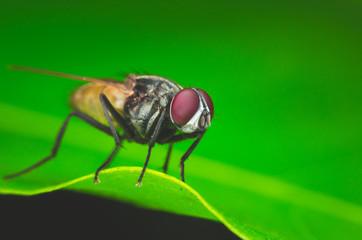 insect fly, green housefly on green lef.