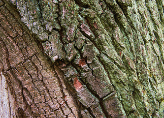 Wood tree bark texture.