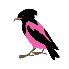 rose-colored starling vector illustration style Flat