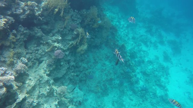 Underwater World corals and beautiful fish.