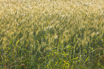 Close up view on rye ripe ears 