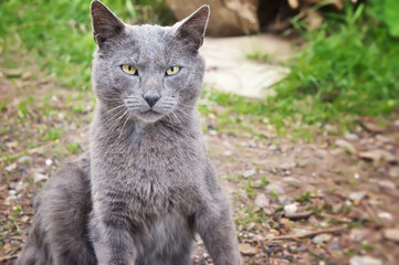Naklejka na ściany i meble Portrait of gray homeless cat with green eyes.