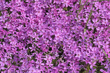 Polster-Phlox, Phlox subulata
