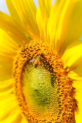 Bee and Sunflower