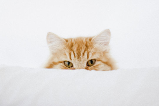 Portrait of ginger cat hiding behind cushion