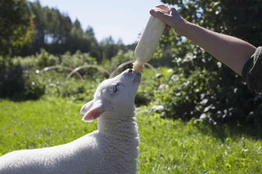 Man's hand feeding lamb with milk bottle on grass