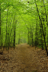 Leśna droga w gęstym lesie.
