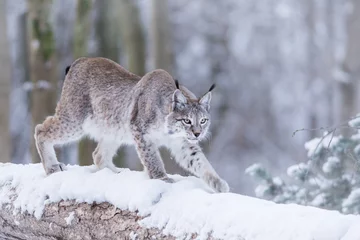 Deurstickers Lynx Lynx