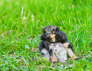 German shepherd puppy hugging tabby kitten on green grass