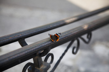 Close-up of butterfly on metal railing