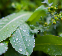 Tropfen bei Regnen im Herbst