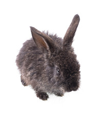 Gray little rabbit on white isolated background