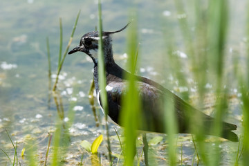 Ritratto di Pavoncella (Vanellus vanellus)