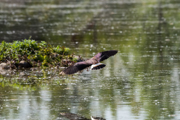 Ritratto di Pavoncella (Vanellus vanellus)