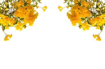 yellow flower frame on white background, copy space