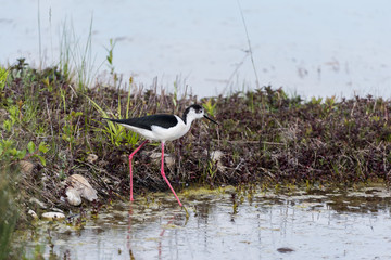 Ritratto di Cavaliere d'Italia (Himantopus himantopus)