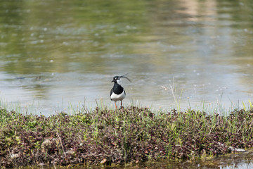 Ritratto di Pavoncella (Vanellus vanellus)