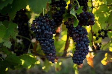 Close up of grapes hanging on plants