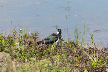 Ritratto di Pavoncella (Vanellus vanellus)