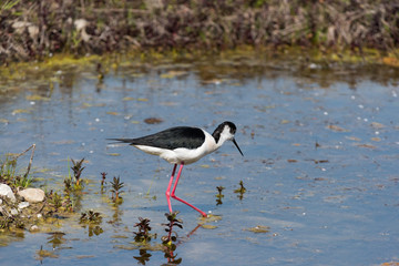 Ritratto di Cavaliere d'Italia (Himantopus himantopus)