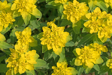 Warzen-Wolfsmilch, Euphorbia verrucosa, Blüten
